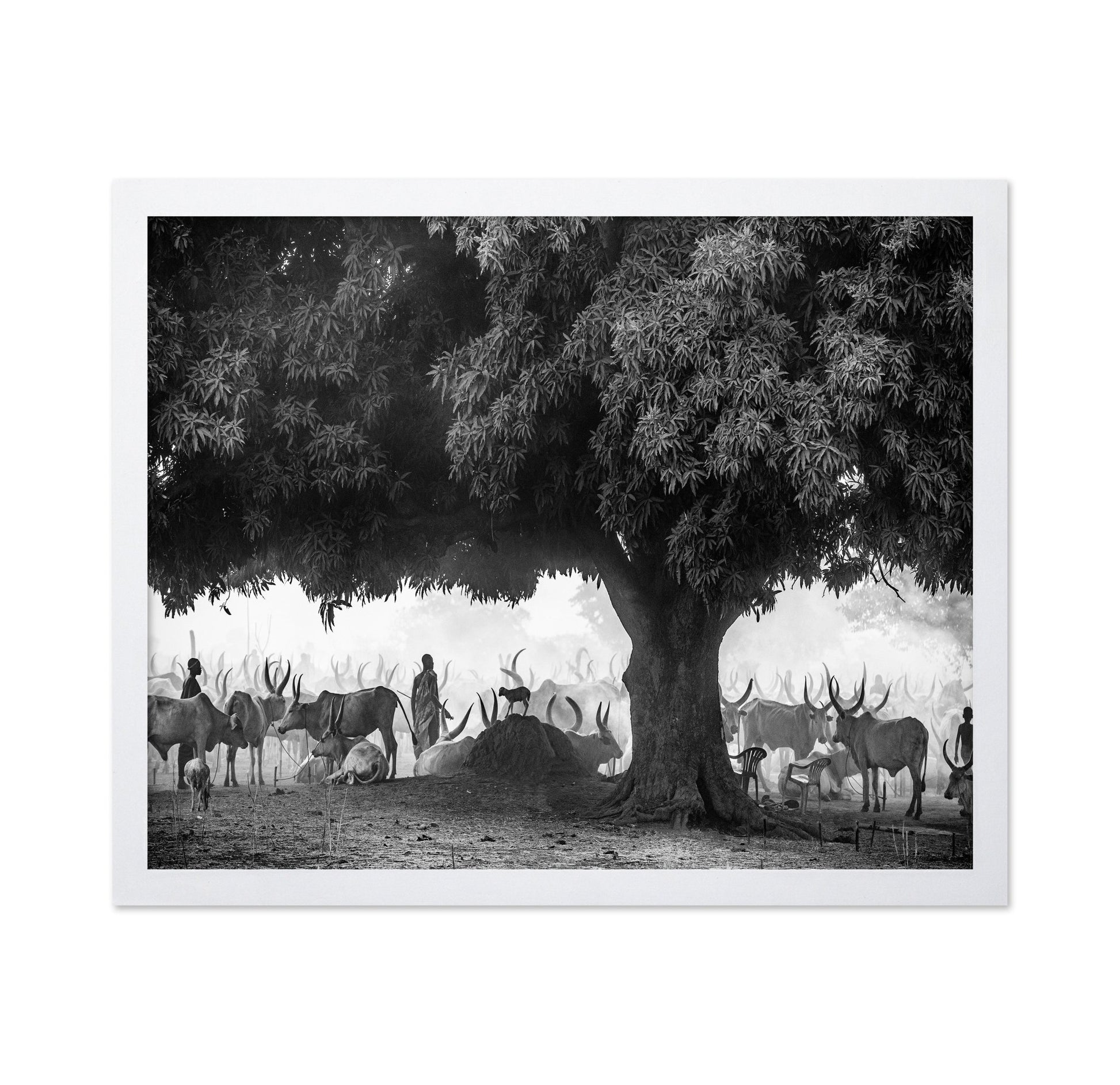 Tree Herd Gathering