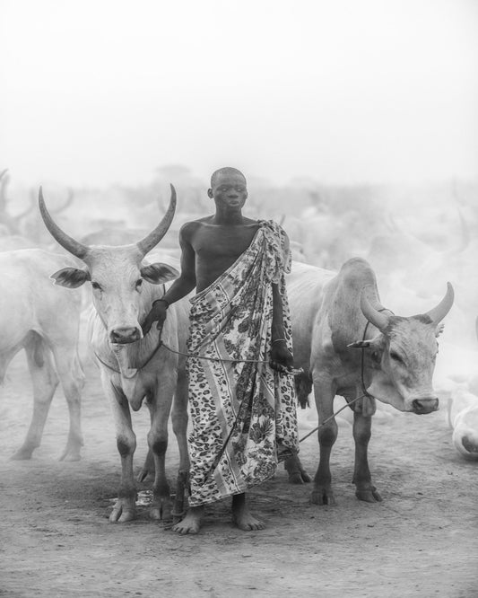 Cattle Herd Portrait