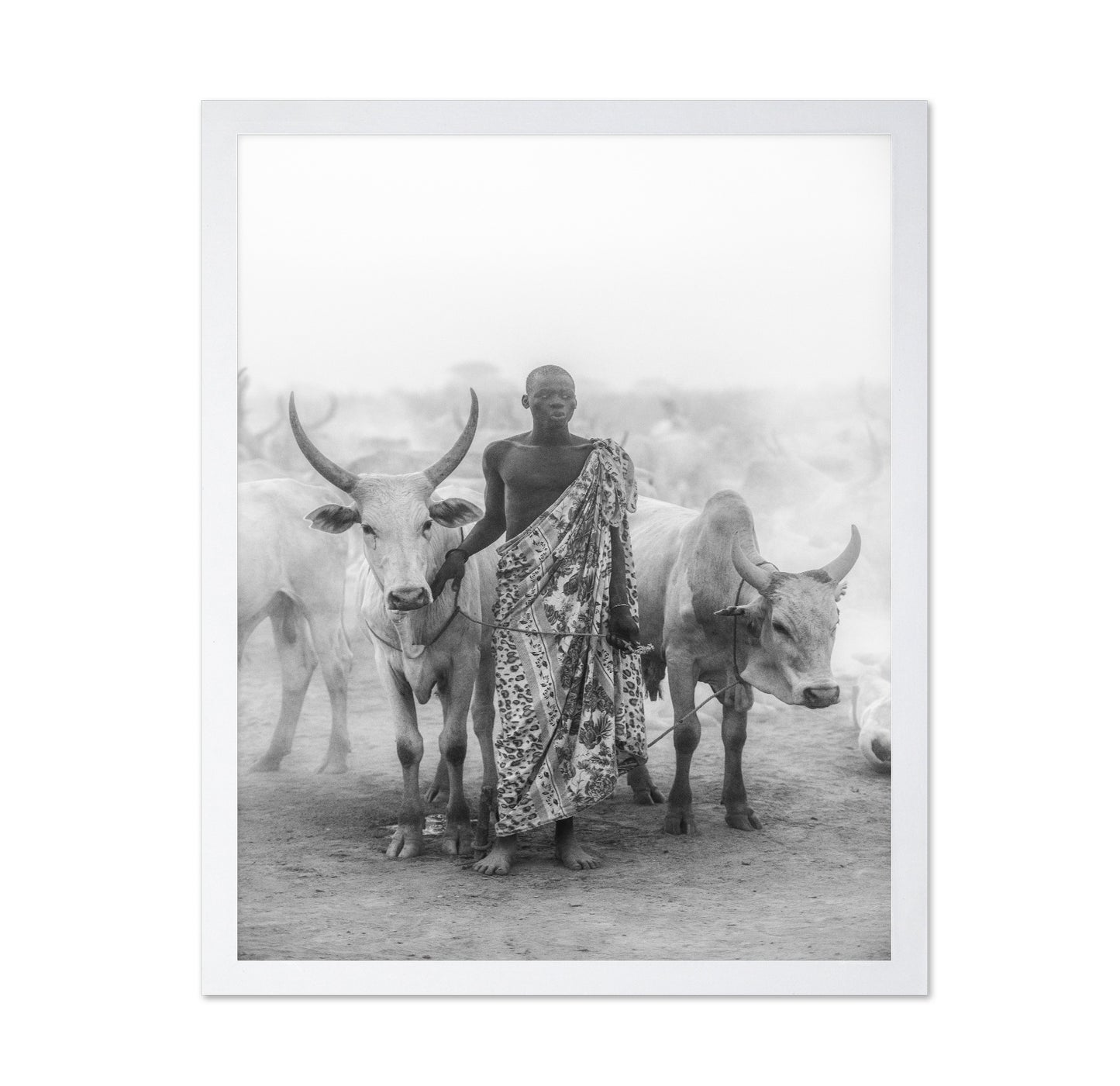 Cattle Herd Portrait