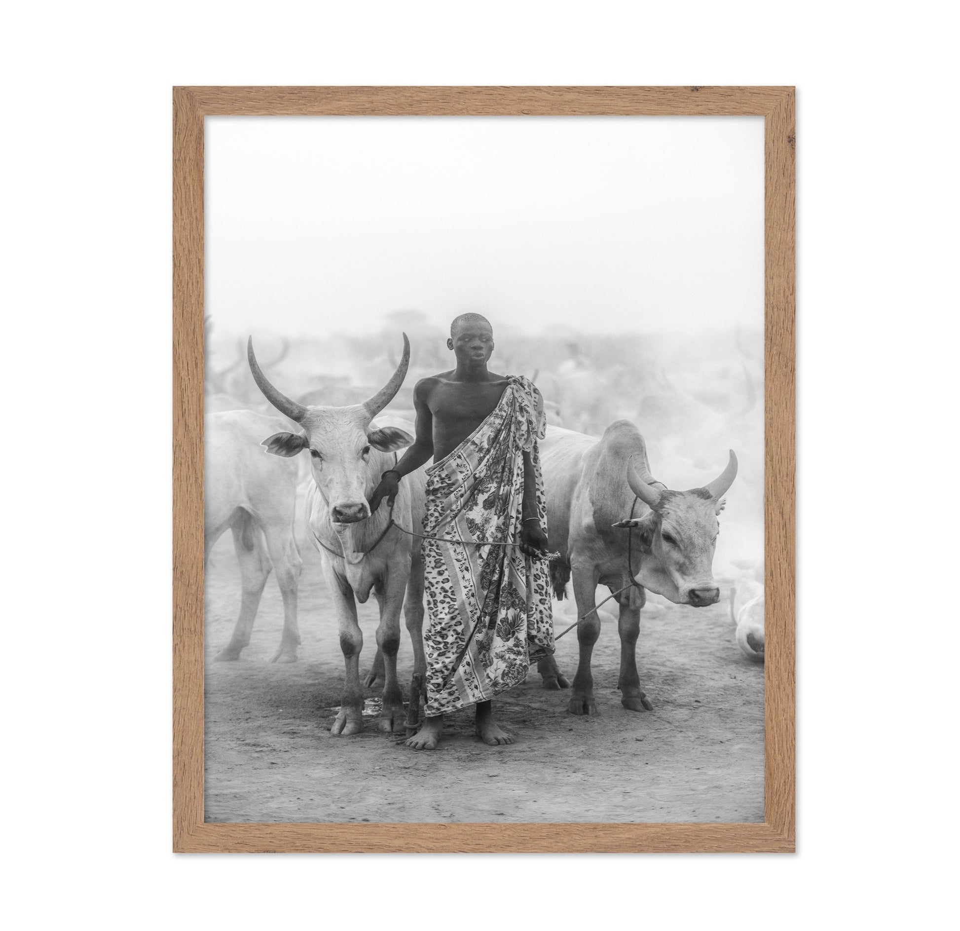 Cattle Herd Portrait