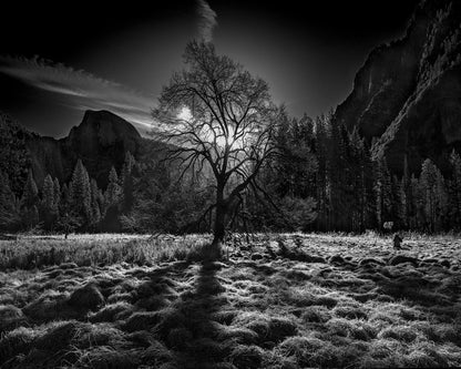Yosemite Lone Tree