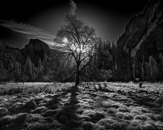 Yosemite Lone Tree