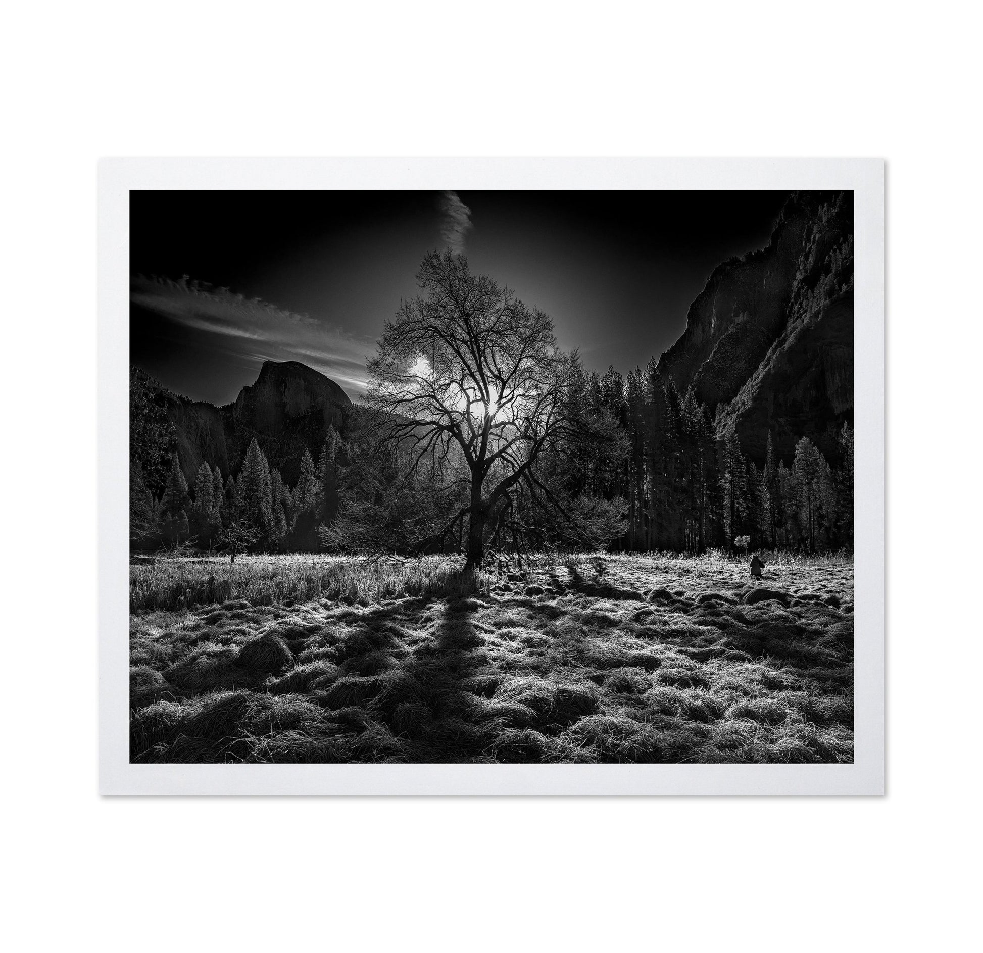Yosemite Lone Tree
