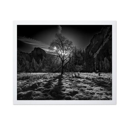 Yosemite Lone Tree