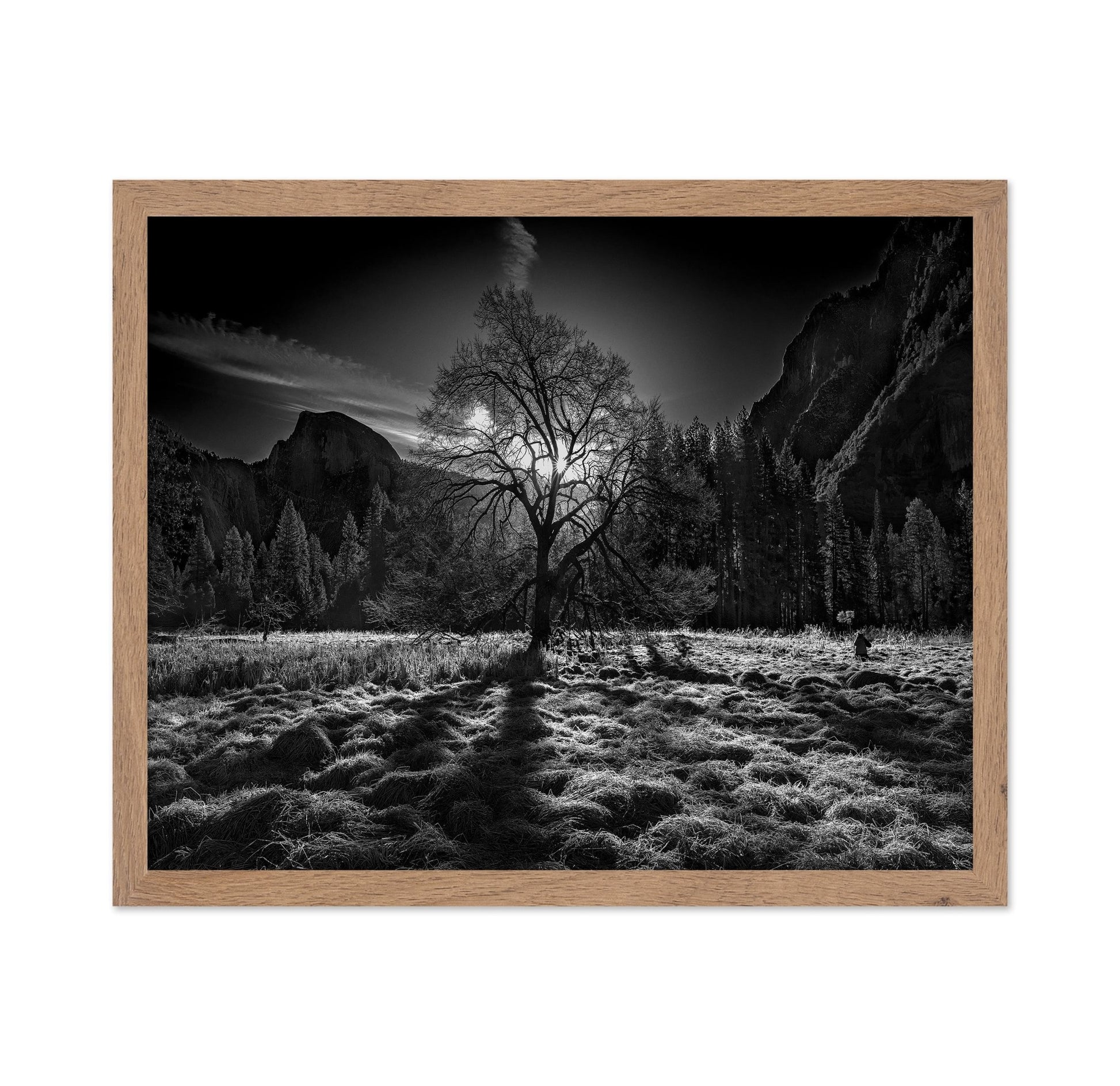 Yosemite Lone Tree