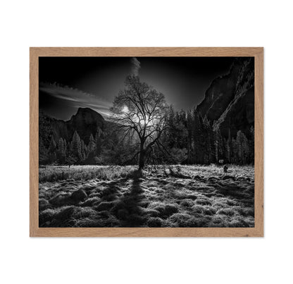 Yosemite Lone Tree
