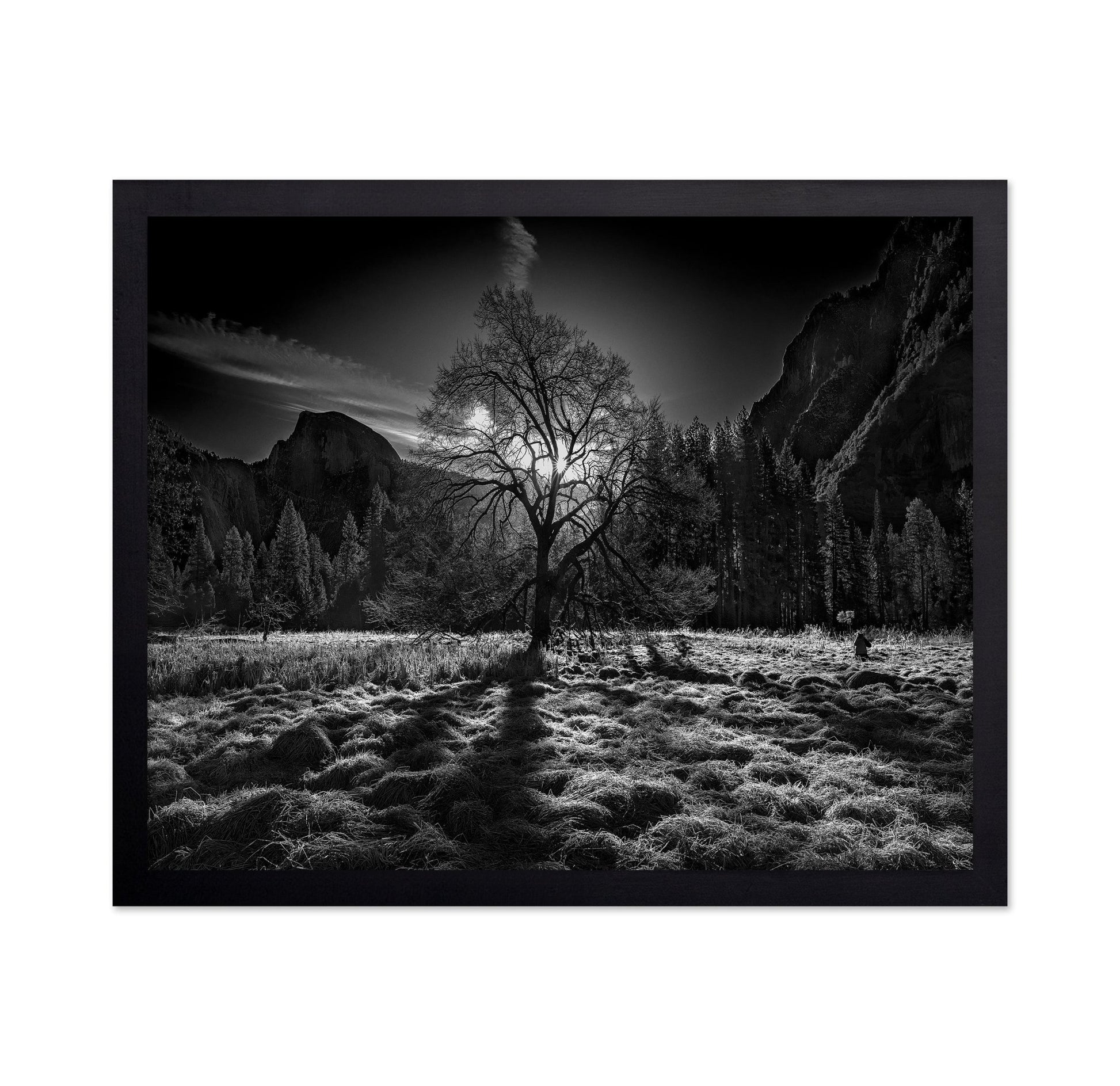 Yosemite Lone Tree