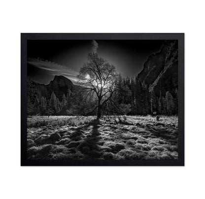 Yosemite Lone Tree