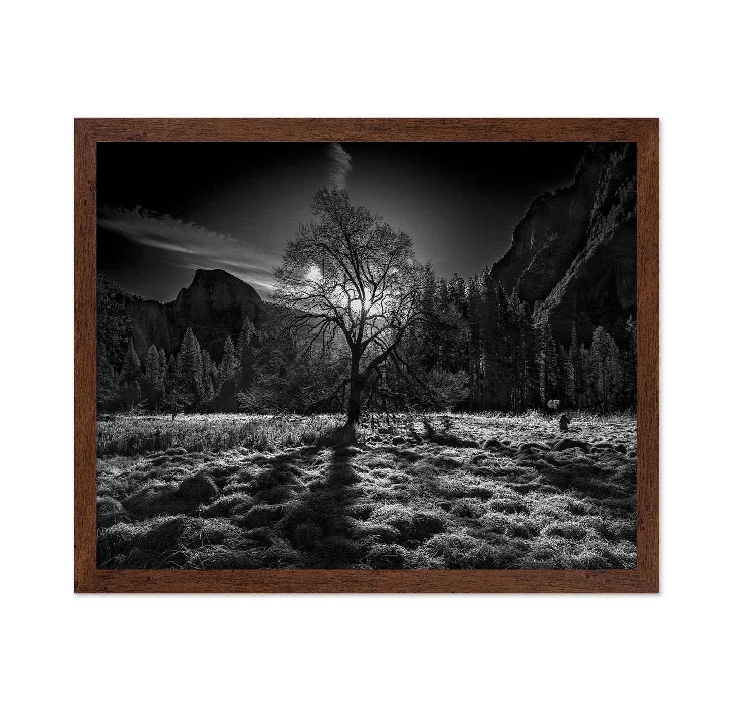 Yosemite Lone Tree