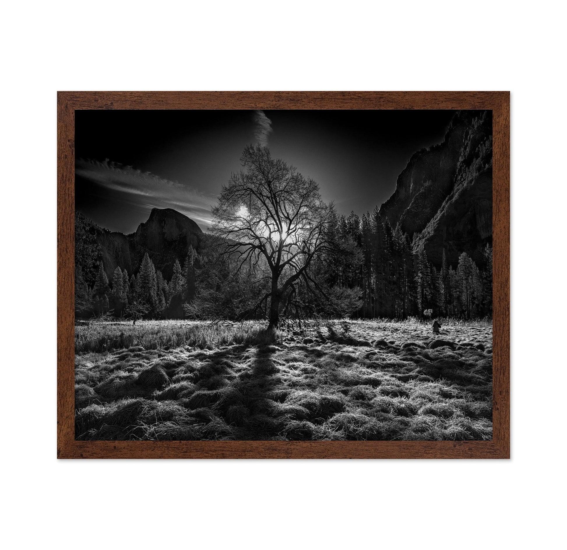Yosemite Lone Tree