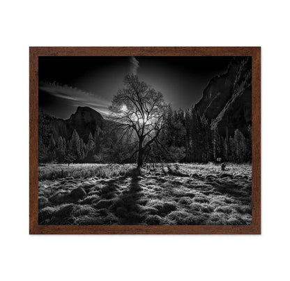 Yosemite Lone Tree