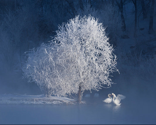 Winter Swan Pair