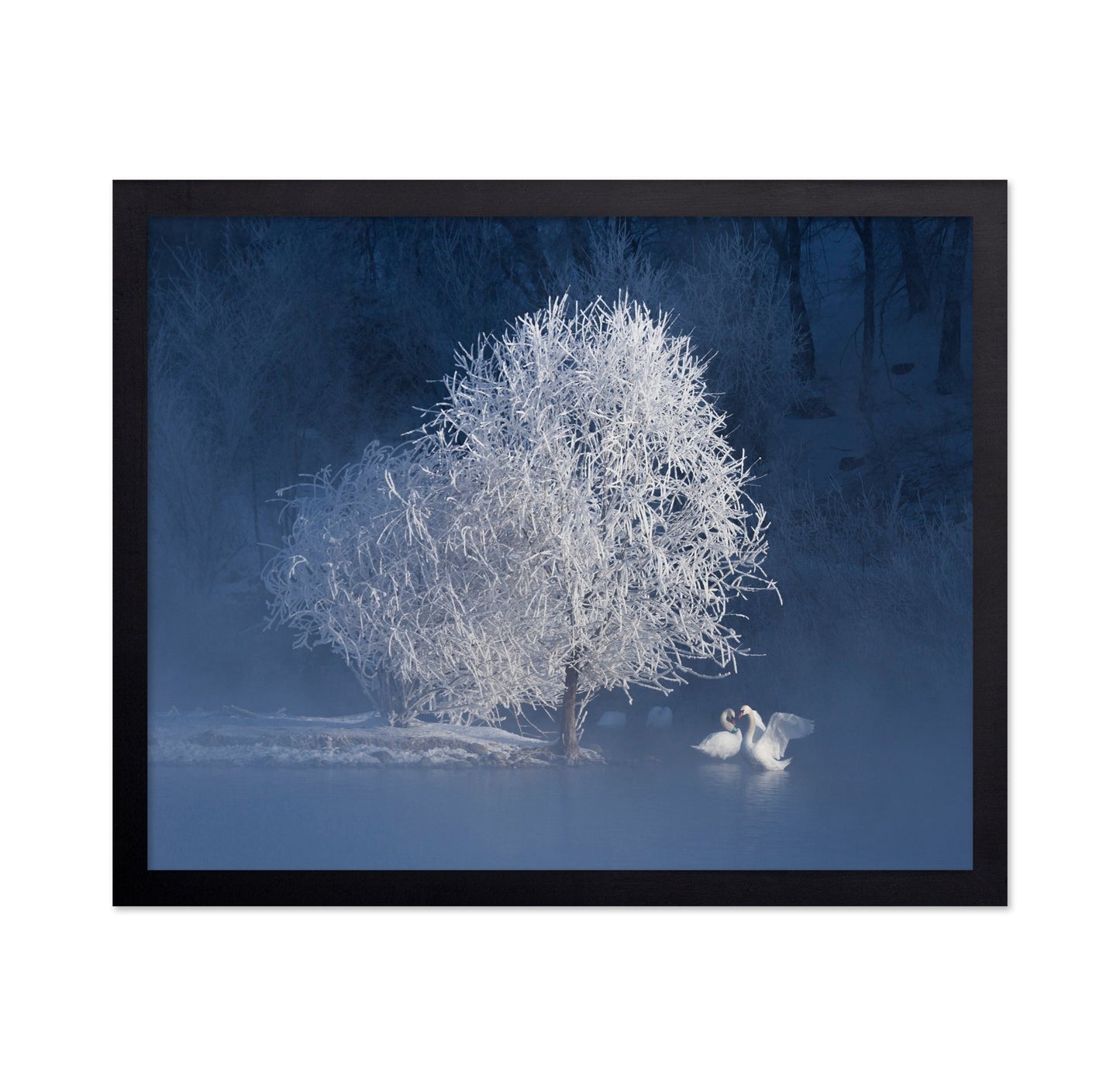 Winter Swan Pair