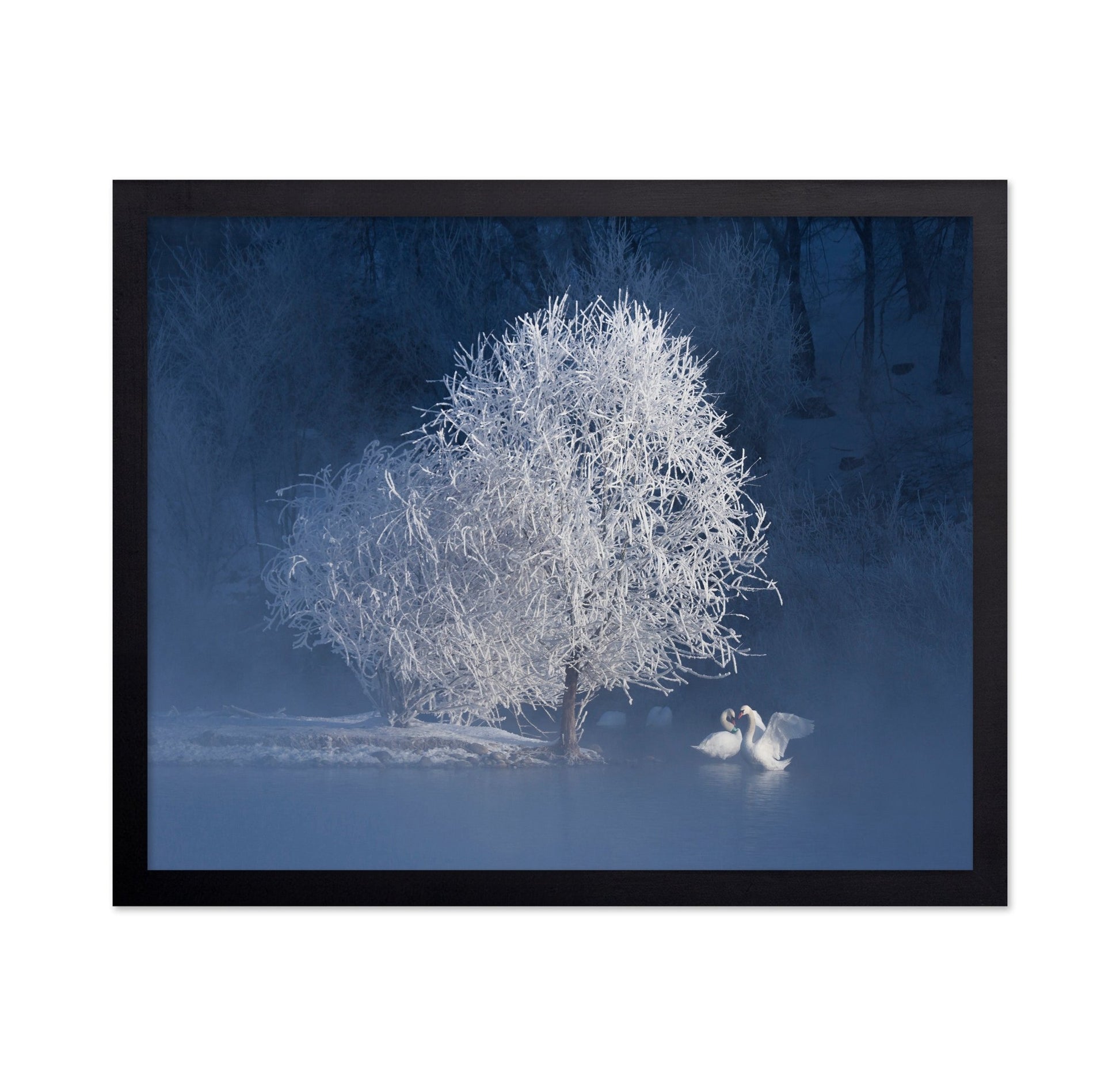 Winter Swan Pair