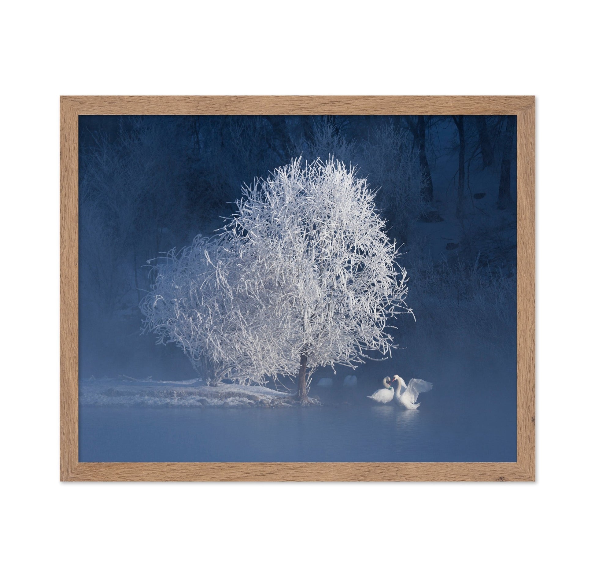 Winter Swan Pair