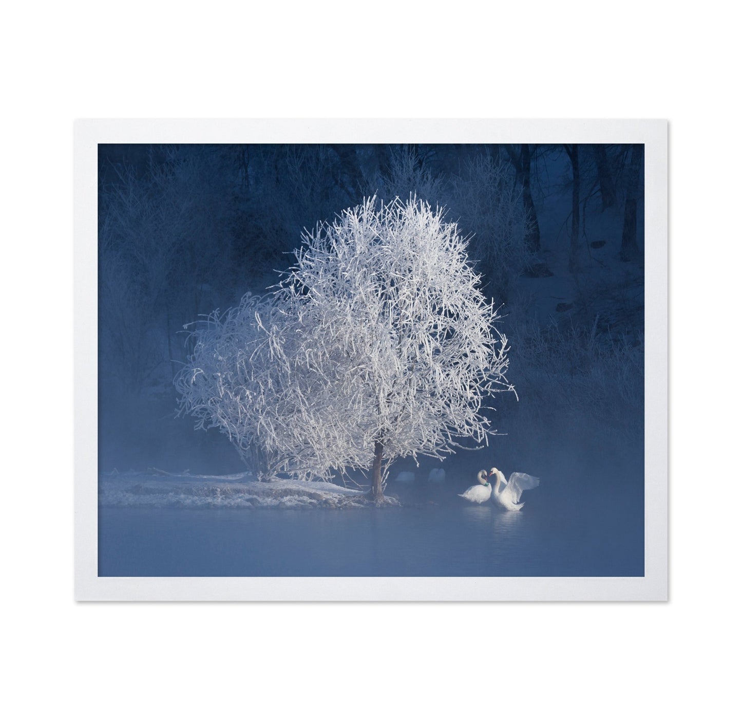 Winter Swan Pair