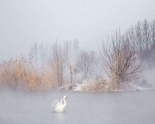 Swan in Winter Mist
