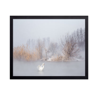 Swan in Winter Mist