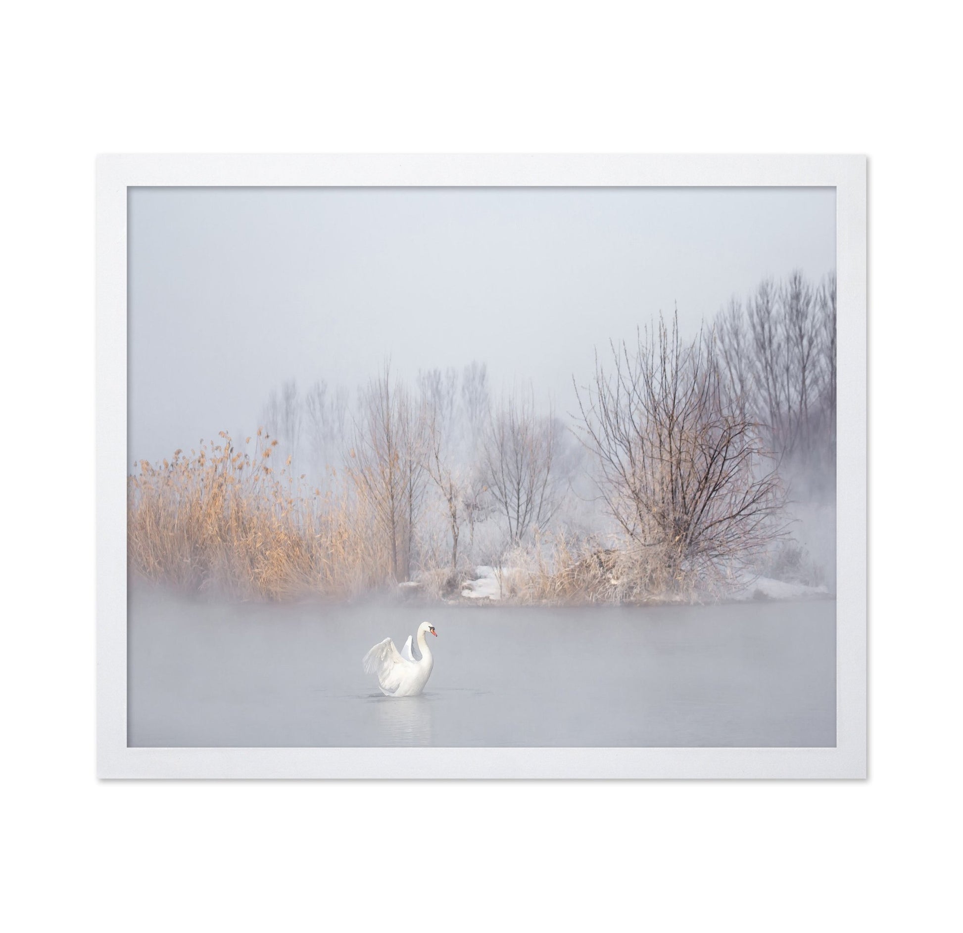 Swan in Winter Mist