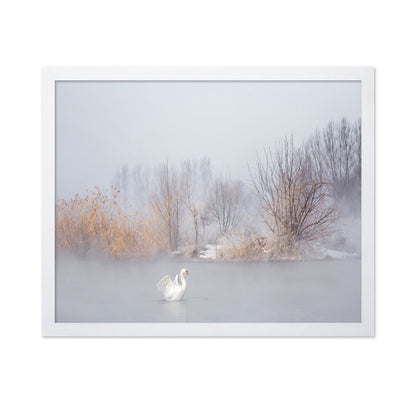 Swan in Winter Mist