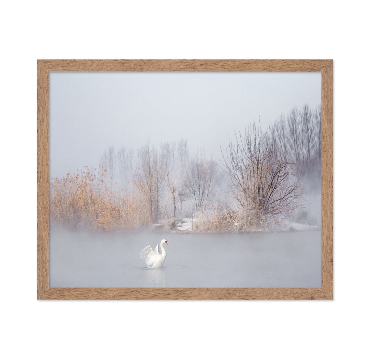 Swan in Winter Mist