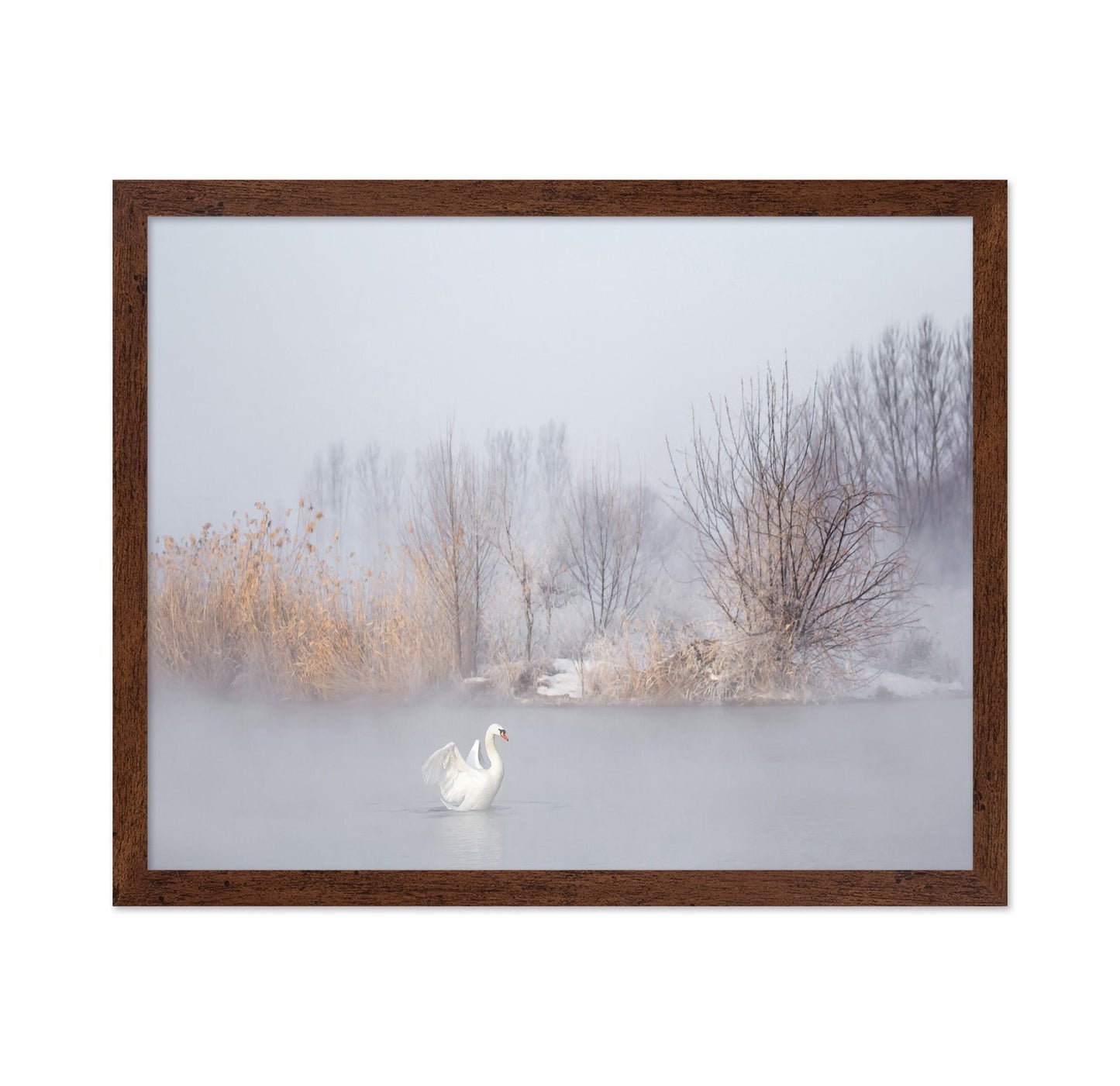 Swan in Winter Mist