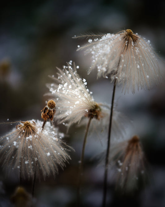 Frosted Wild Flowers