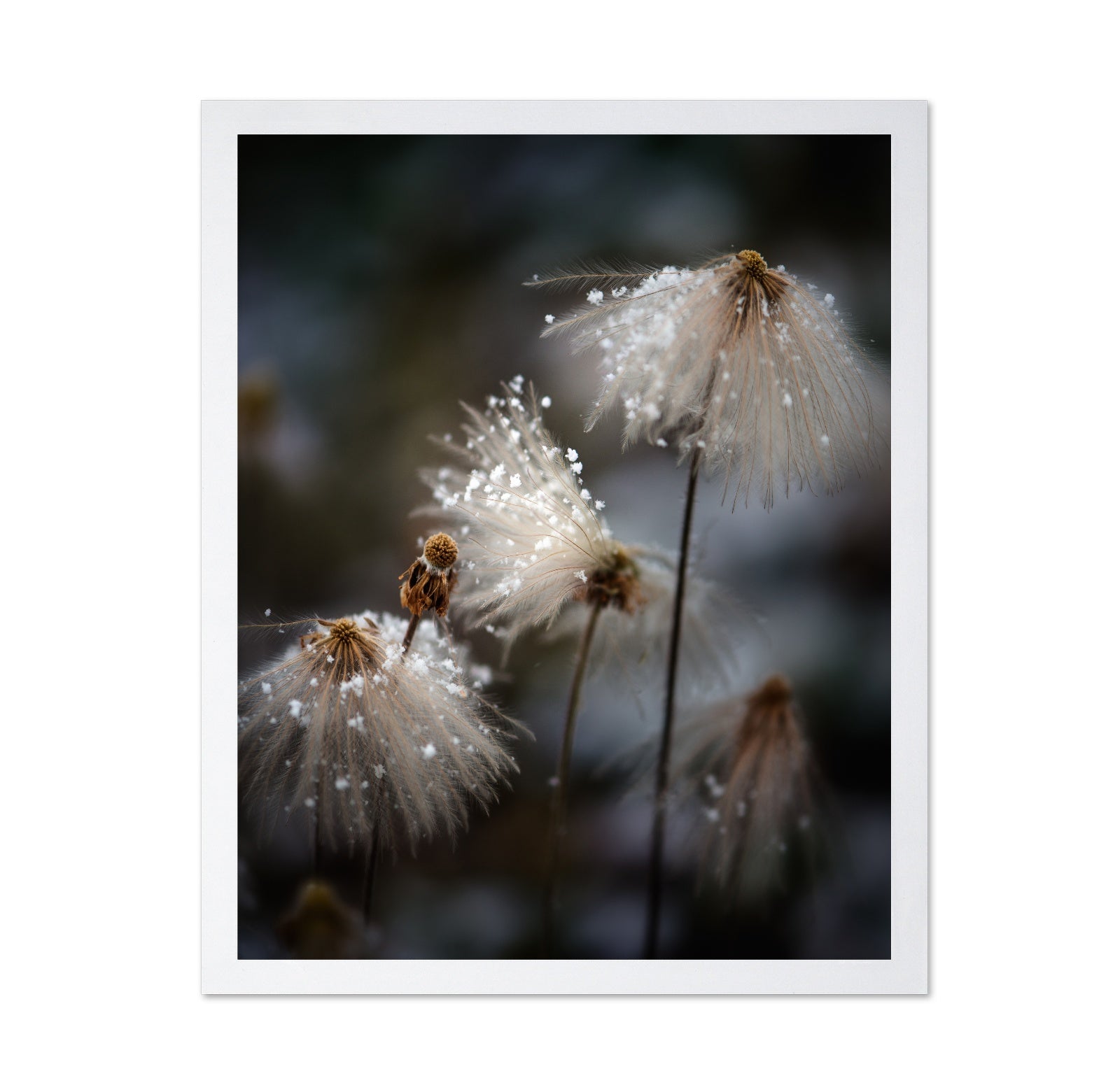 Frosted Wild Flowers