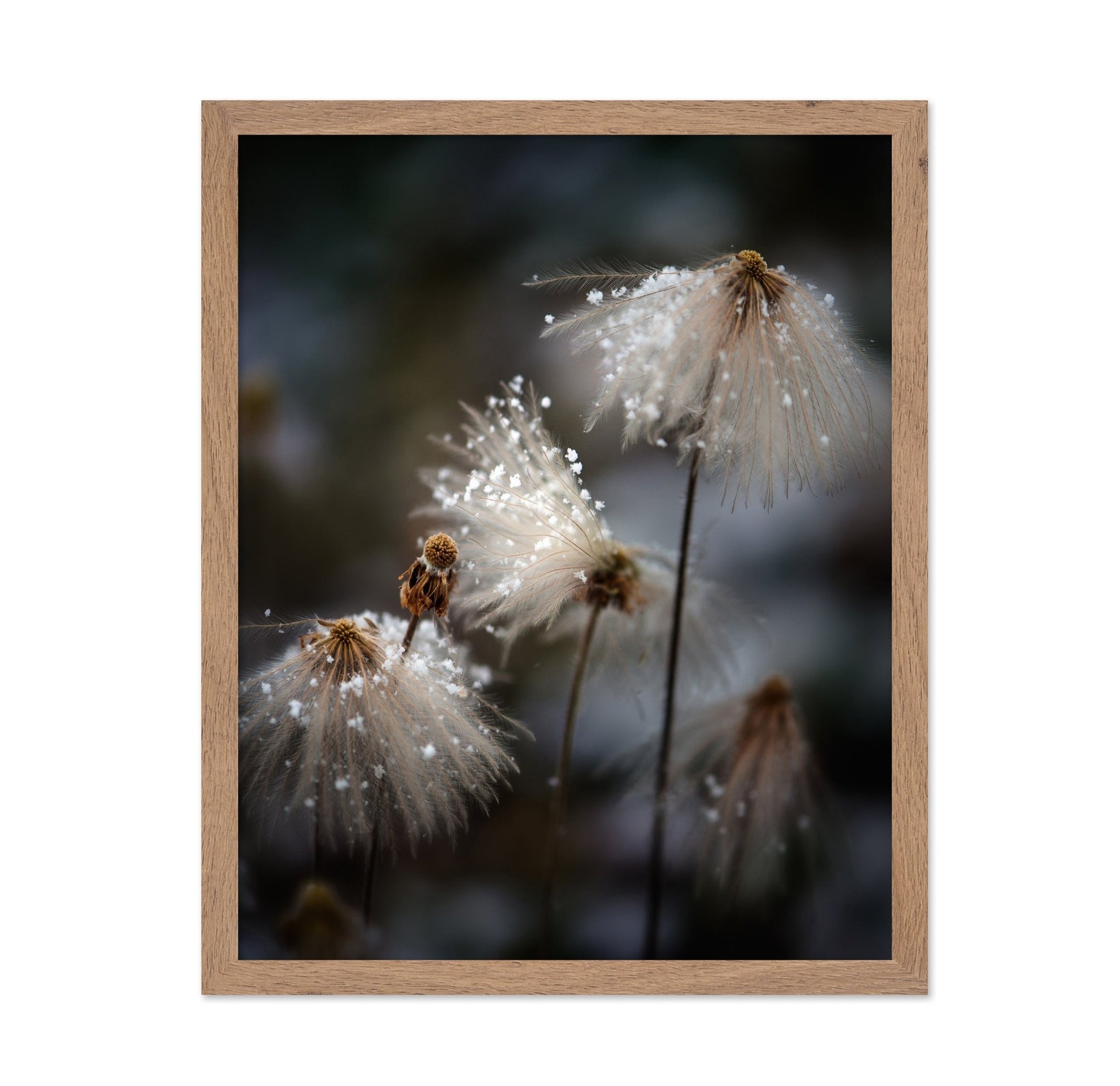 Frosted Wild Flowers