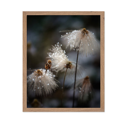 Frosted Wild Flowers