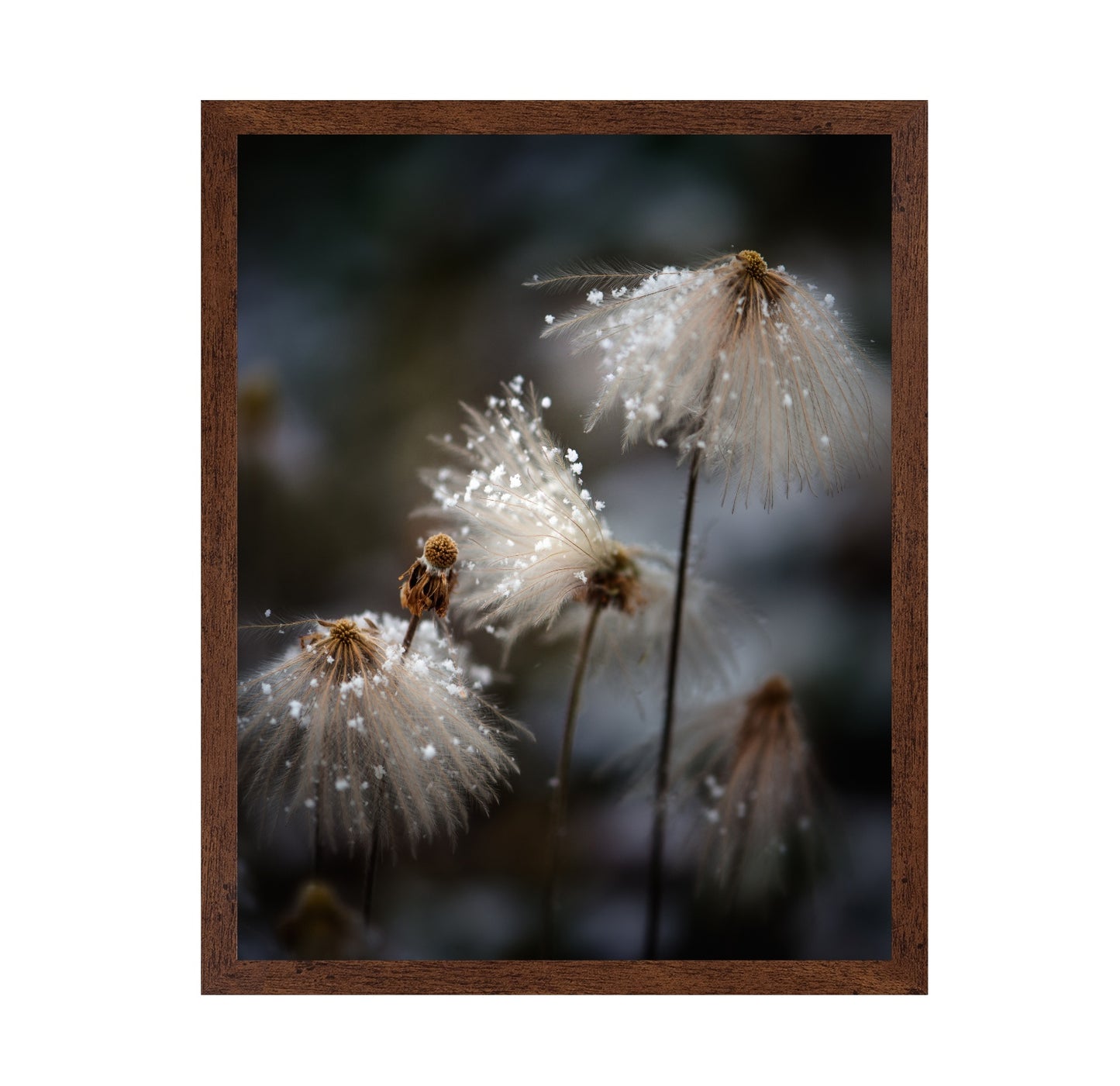 Frosted Wild Flowers