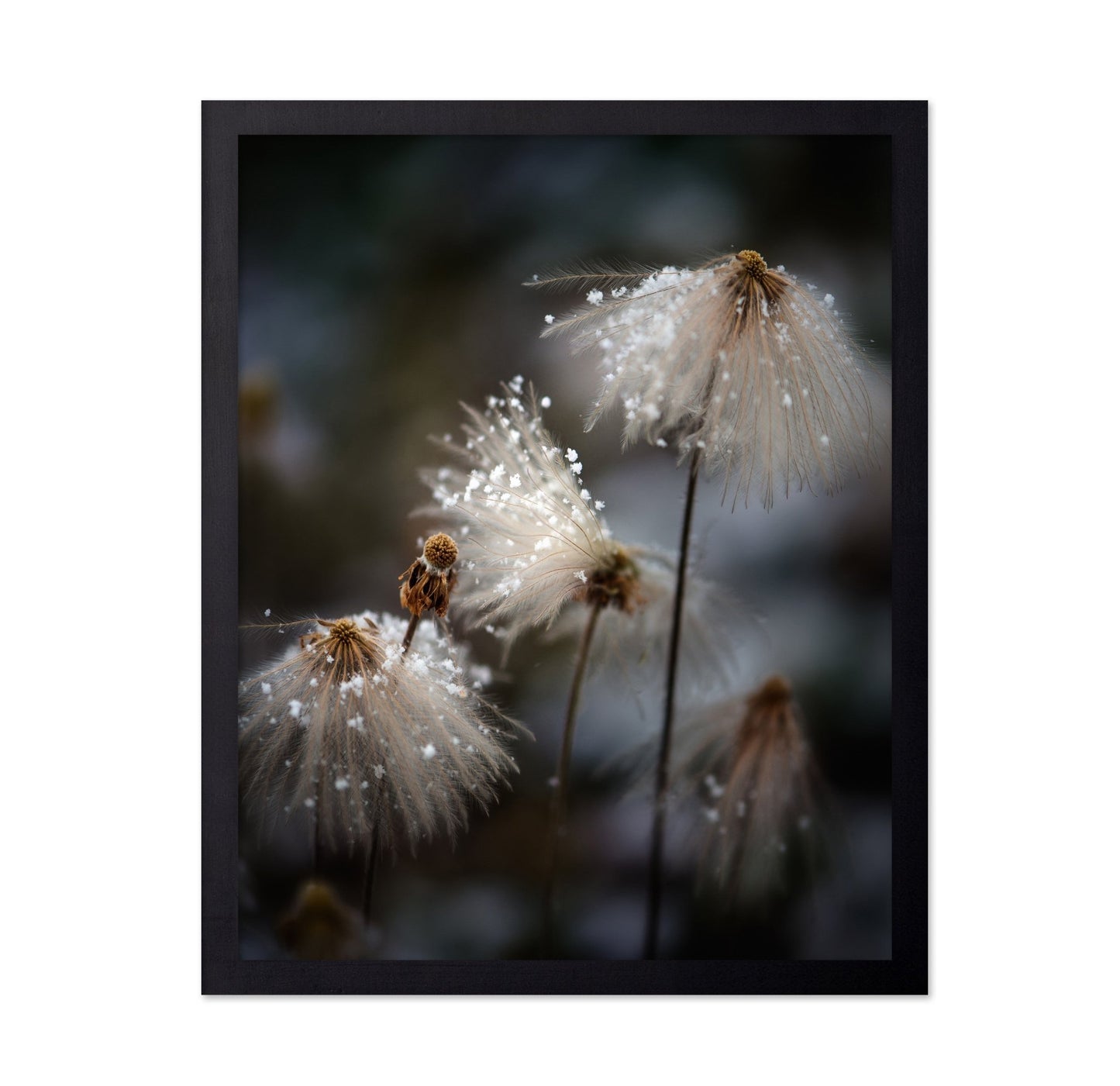 Frosted Wild Flowers