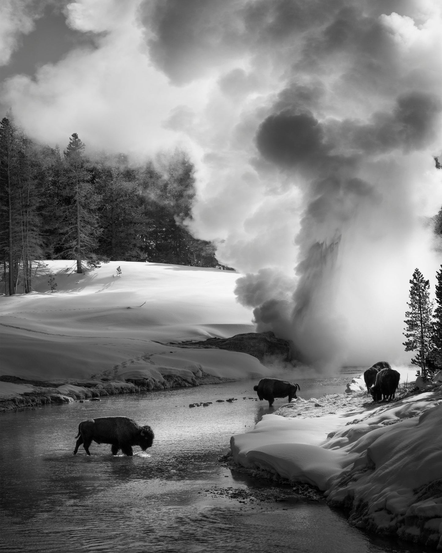 Bison Winter Geyser