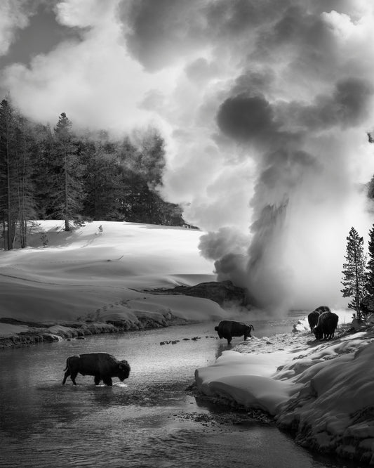 Bison Winter Geyser