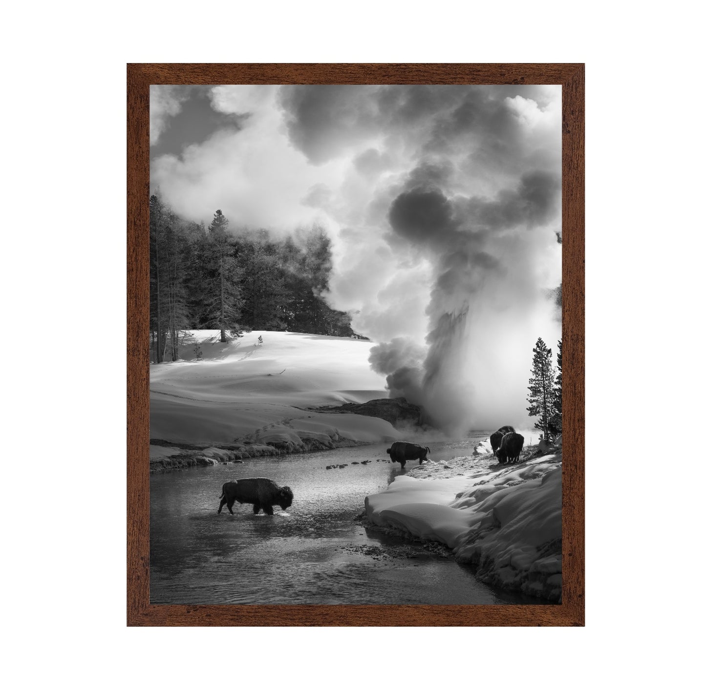 Bison Winter Geyser