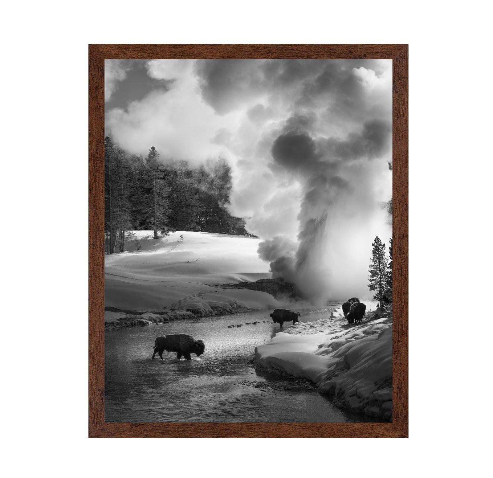 Bison Winter Geyser