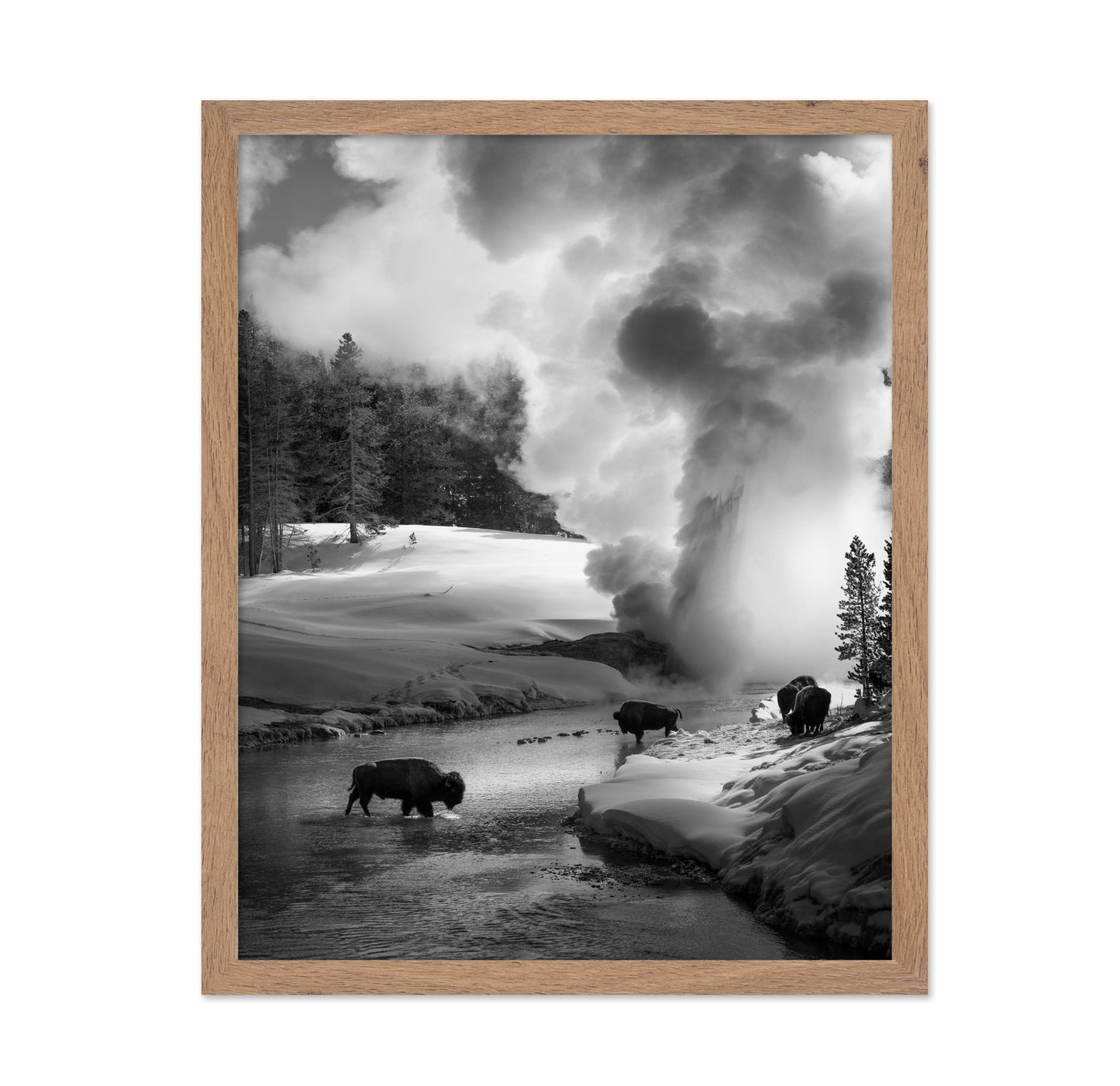 Bison Winter Geyser