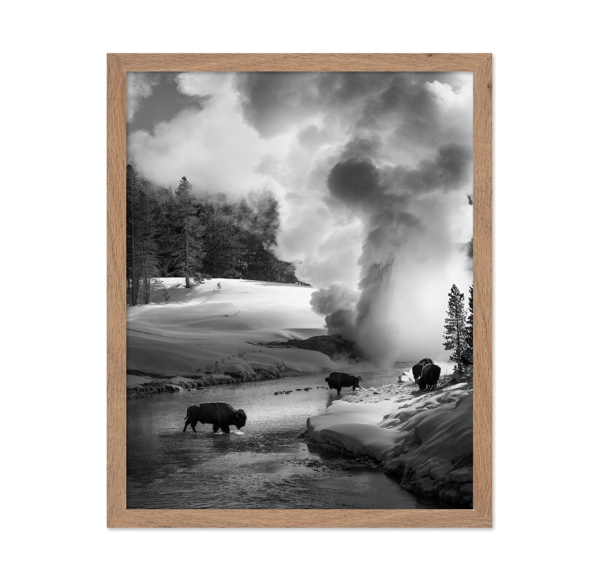 Bison Winter Geyser