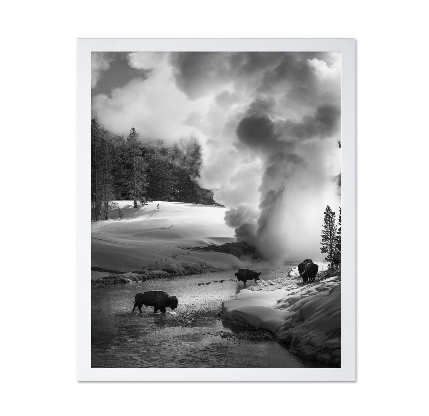 Bison Winter Geyser