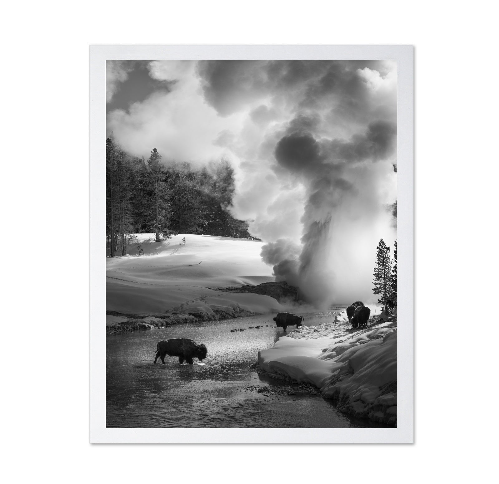 Bison Winter Geyser