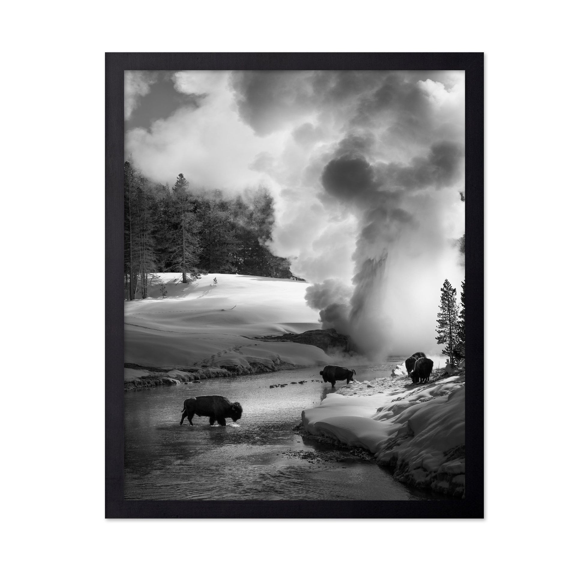 Bison Winter Geyser