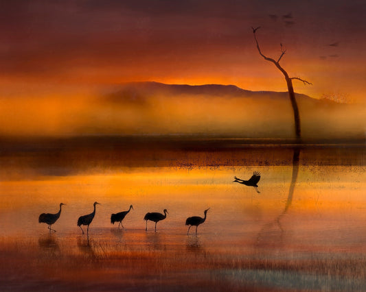Crane Sunset Reflections