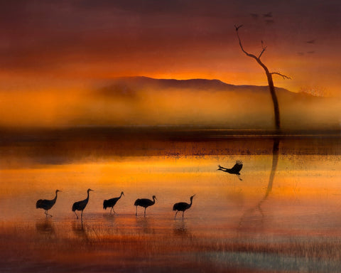 Crane Sunset Reflections