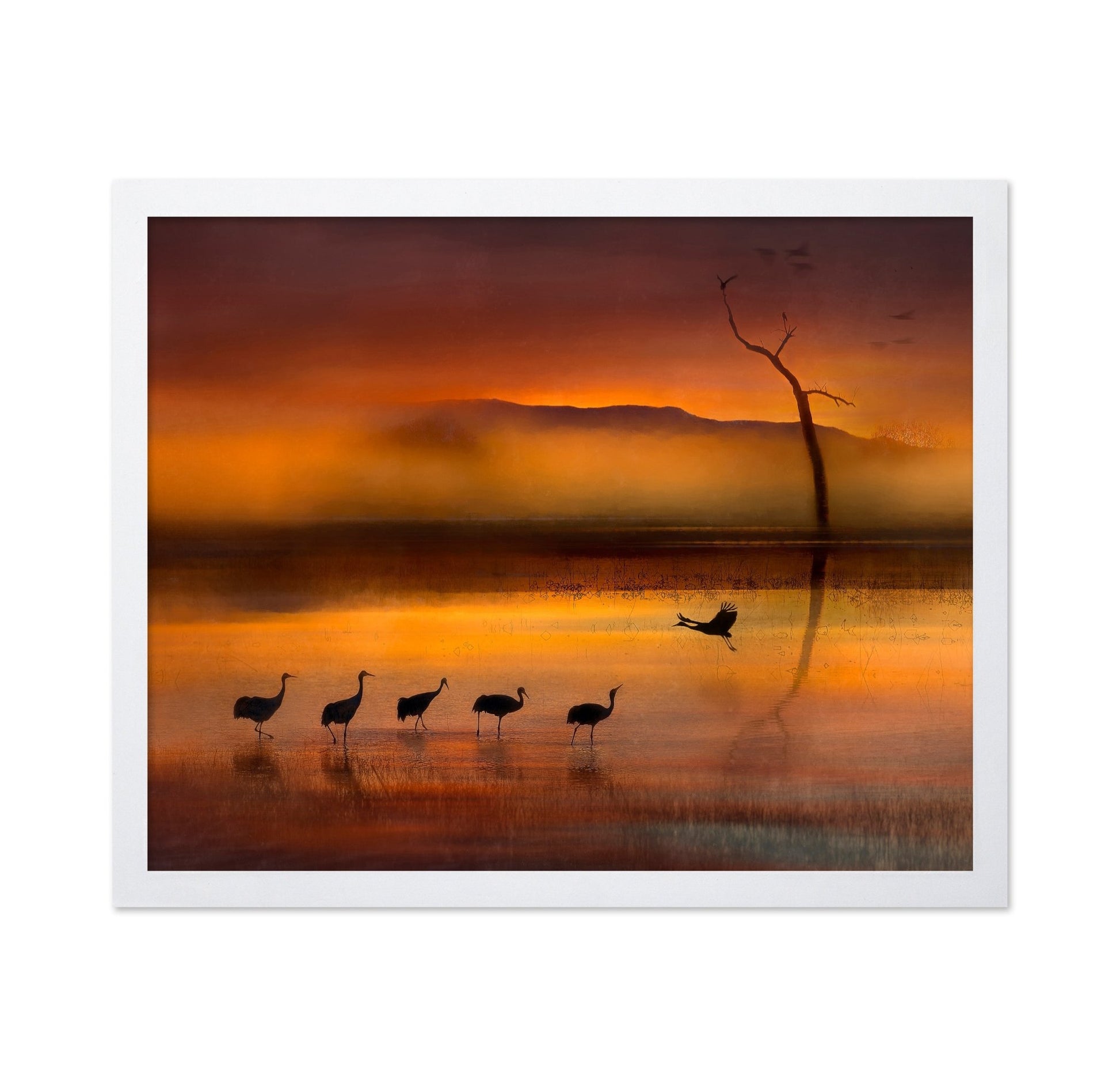 Crane Sunset Reflections