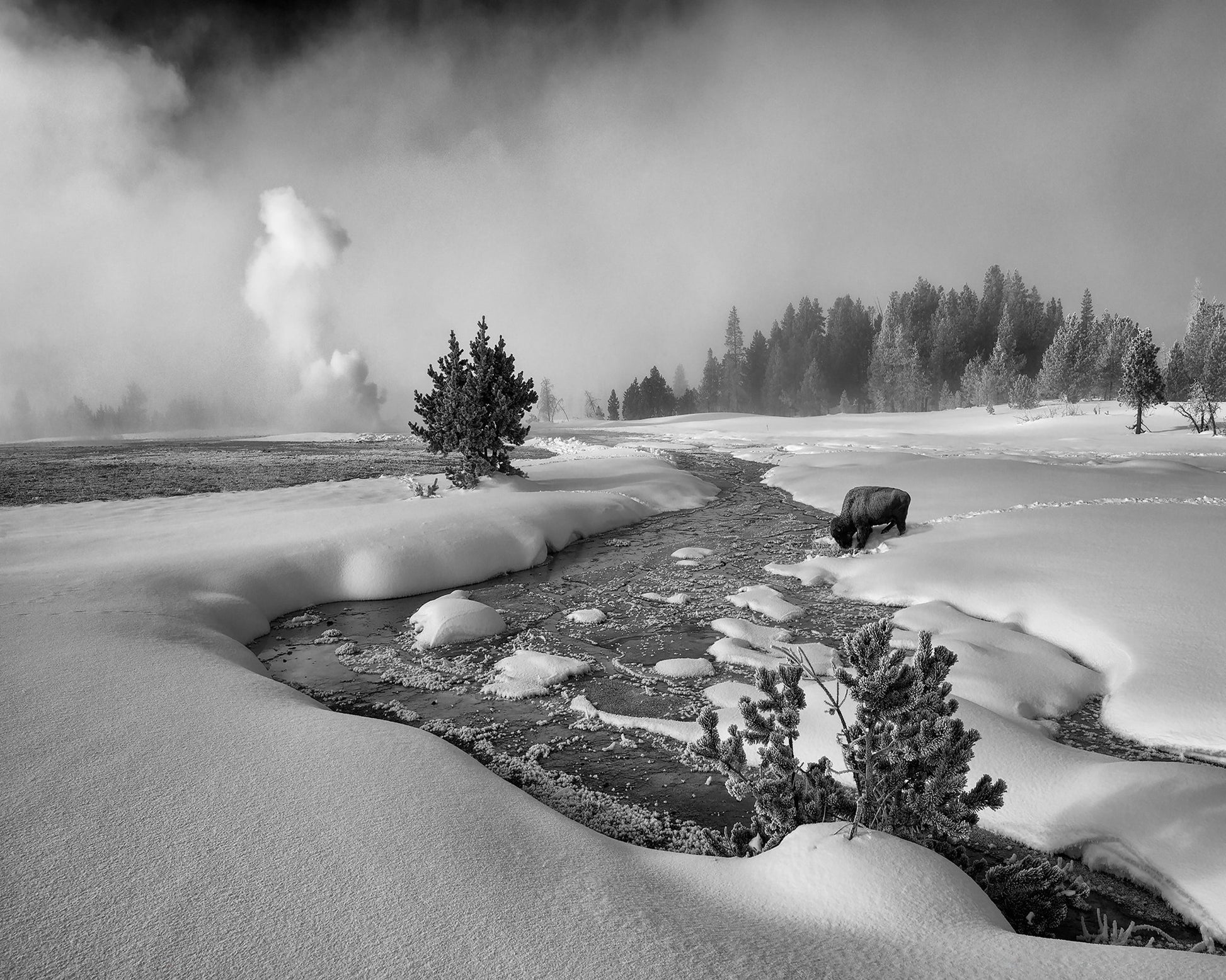 Winter Bison Stream
