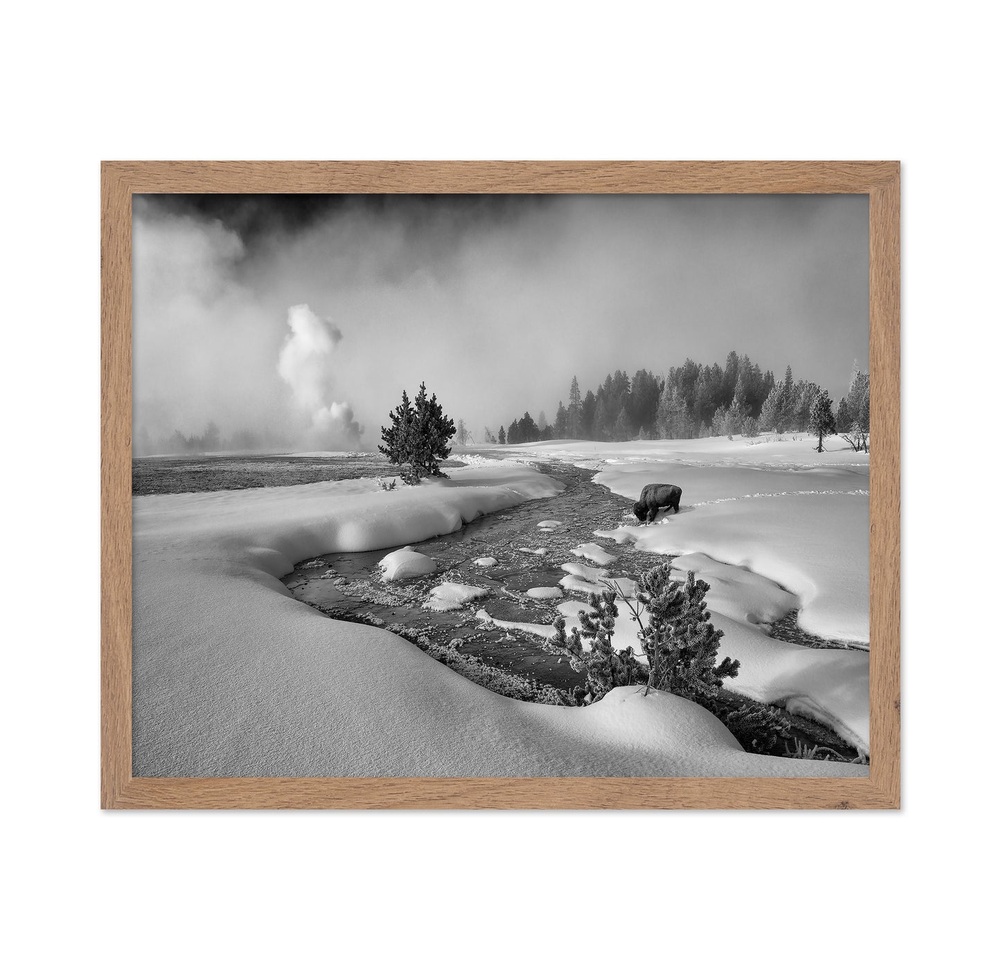 Winter Bison Stream