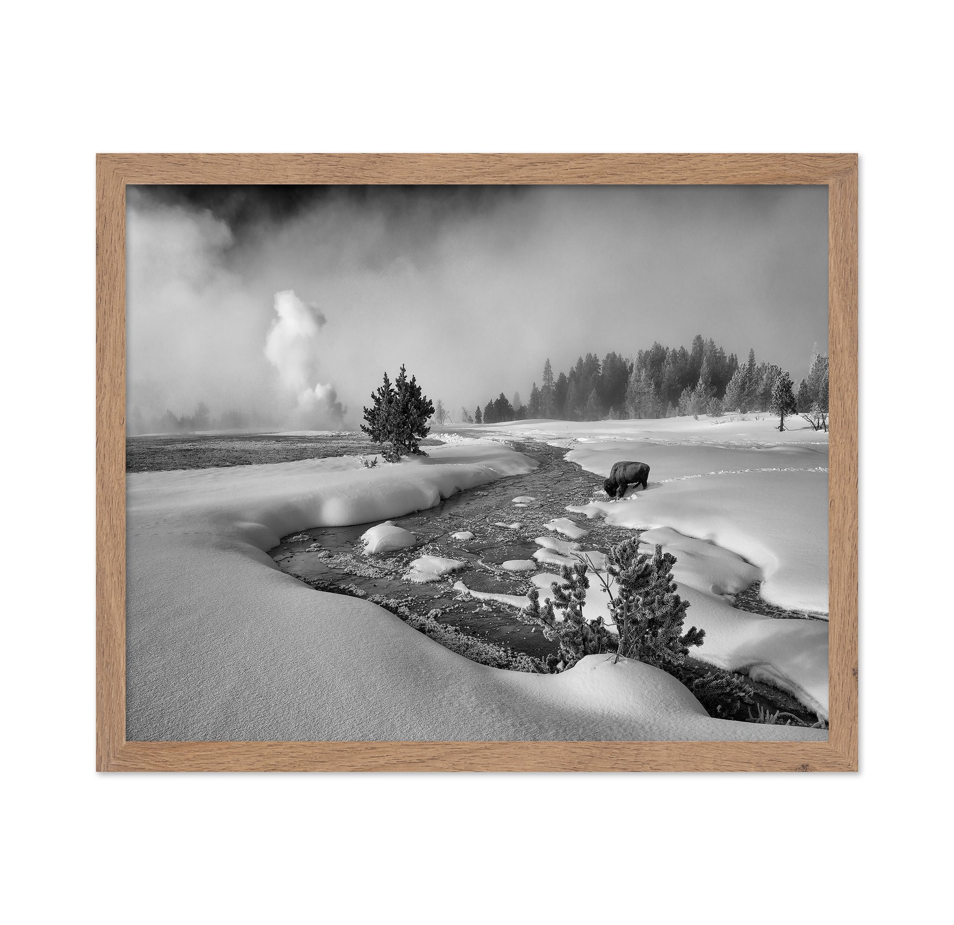 Winter Bison Stream