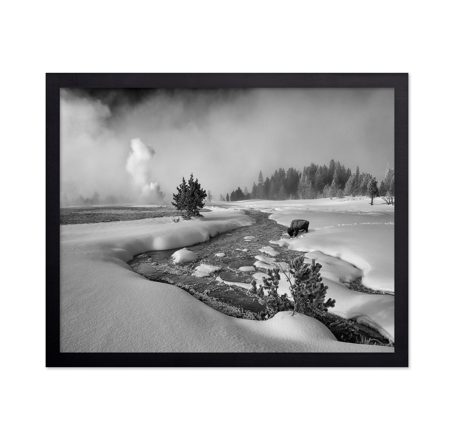 Winter Bison Stream