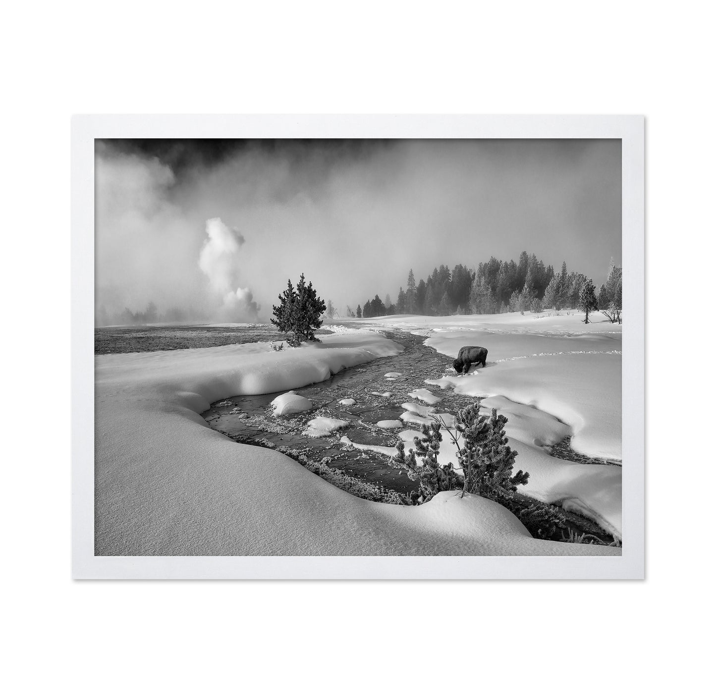 Winter Bison Stream