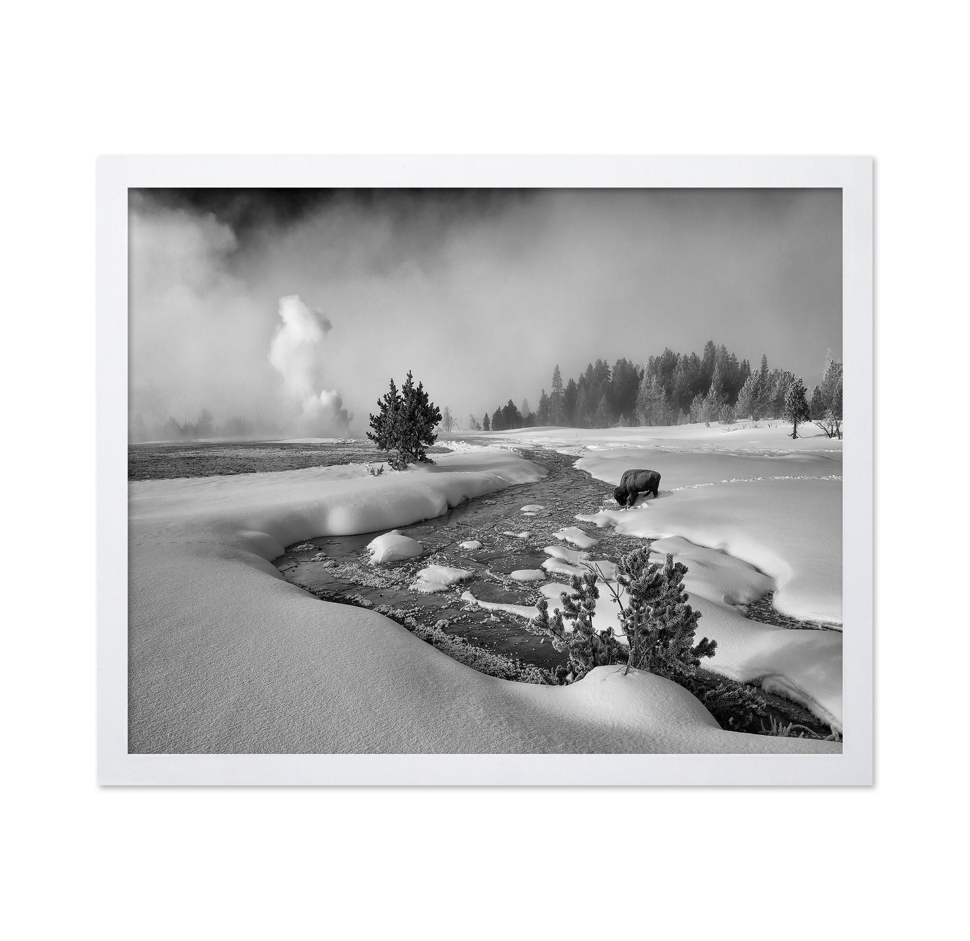 Winter Bison Stream
